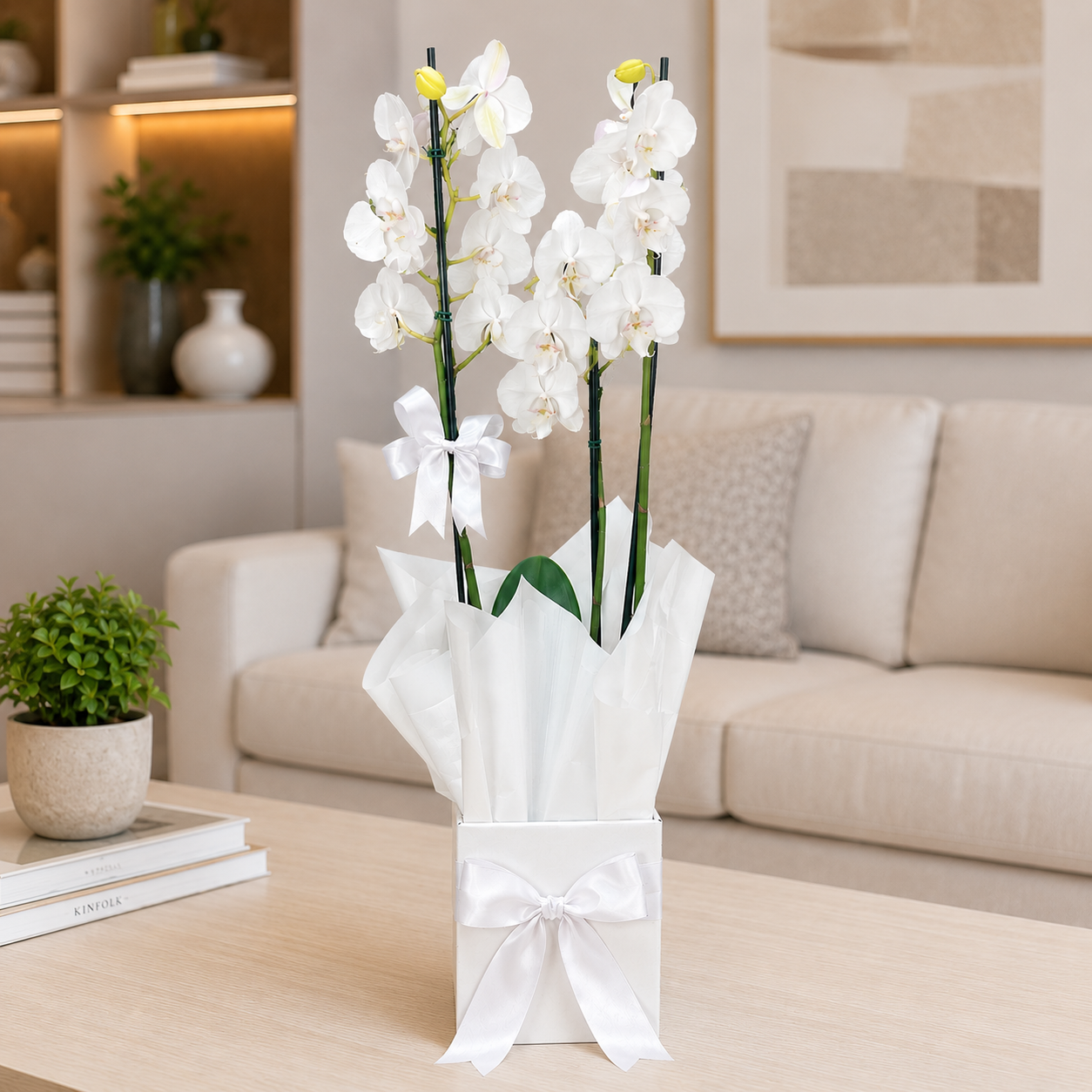 Orquídea Branca Phalaenopsis