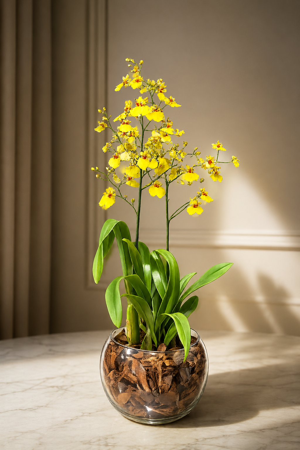 Orquídea chuva De Ouro
