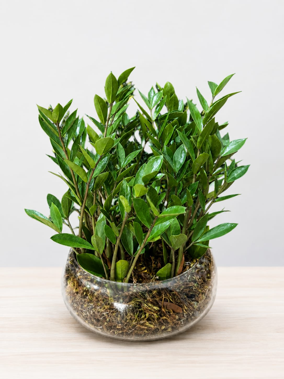 Jardim de Mini Zamioculca