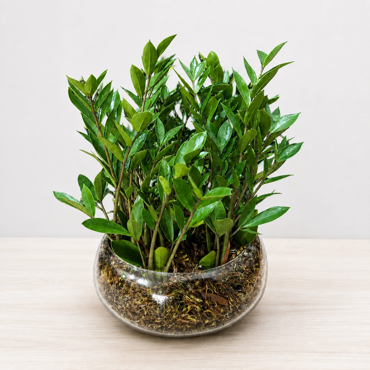 Jardim de Mini Zamioculca