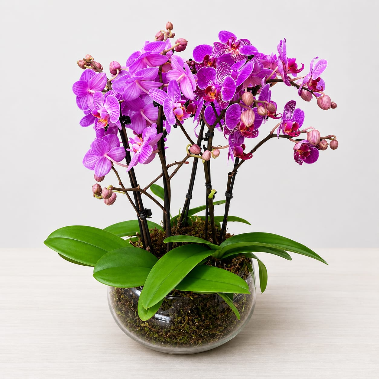 Jardim de Mini Orquídeas